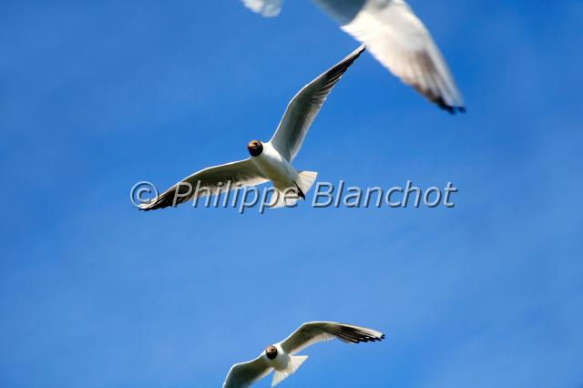 larus ridibundus.JPG - Mouettes rieuses en volLarus ridibundusBlack-headed GullLaridésLituanie
